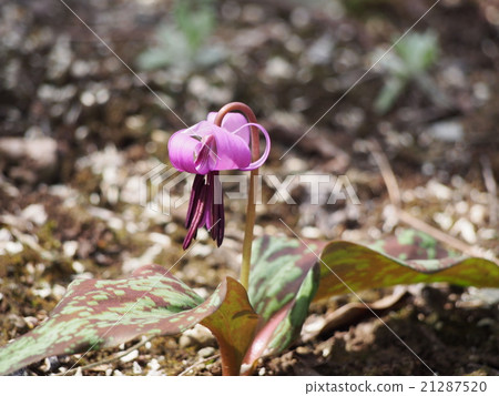 Katakuri no Hana (Fukaya city, Saitama Prefecture) 21287520