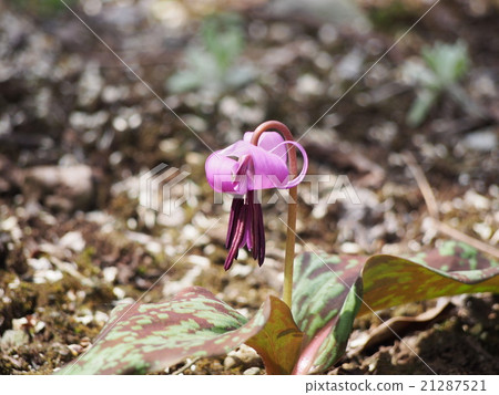 Katakuri no Hana (Fukaya city, Saitama Prefecture) Katakuri no Hana (Fukaya city, Saitama Prefecture) 21287521