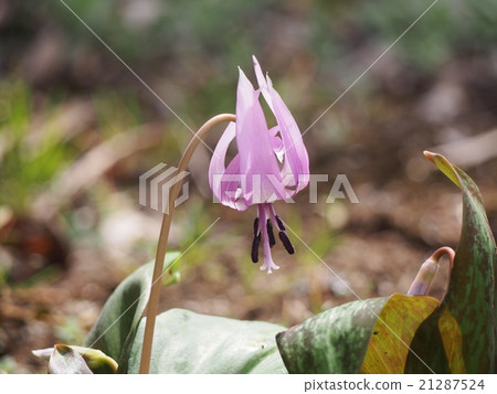 Katakuri no Hana (Fukaya city, Saitama Prefecture) 21287524