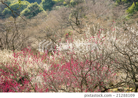 Atami plaza Atami plaza 21288109
