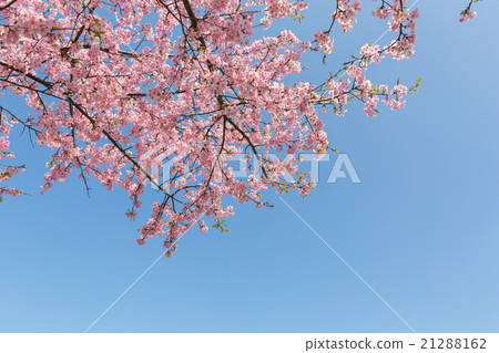 河津櫻花 21288162