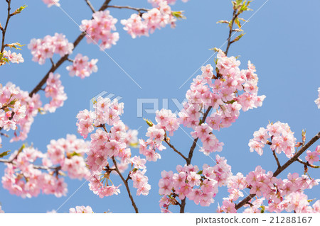 Kawazu cherry tree Kawazu cherry tree 21288167