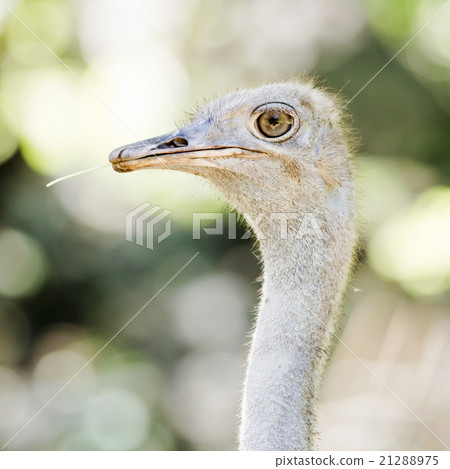 Ostrich head closeup 21288975