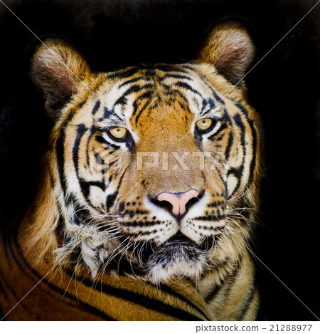 Tiger Tiger 21288977
