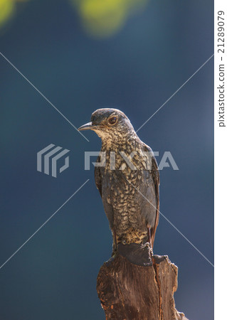 Blue Rock Thrush bird (Monticola solitarius) 21289079