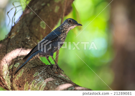 Blue Rock Thrush bird (Monticola solitarius) 21289081