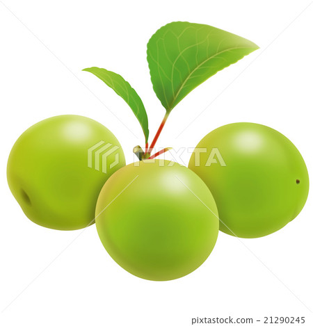 plum	 21290245