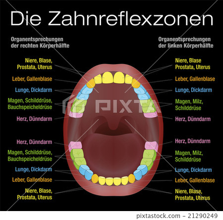 Teeth Reflexology Equivalent Organs German 21290249