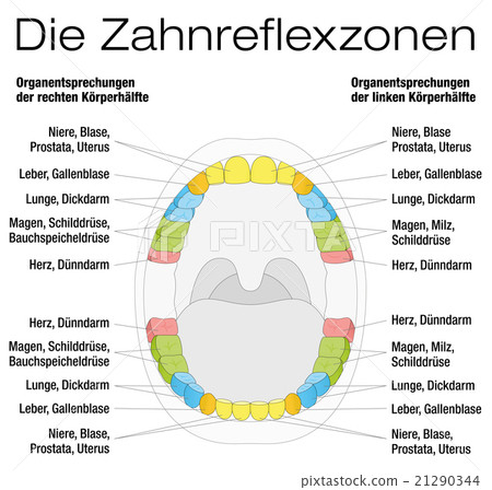 Teeth Reflexology Analogy Chart German 21290344
