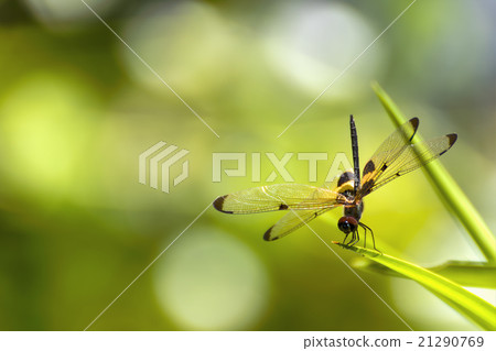 The dragonfly sitting on green leaf 21290769