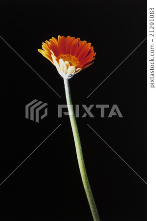 Flowers 21291083
