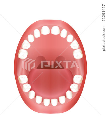 Baby Teeth Teething Children Mouth Baby Teeth Teething Children Mouth 21291427