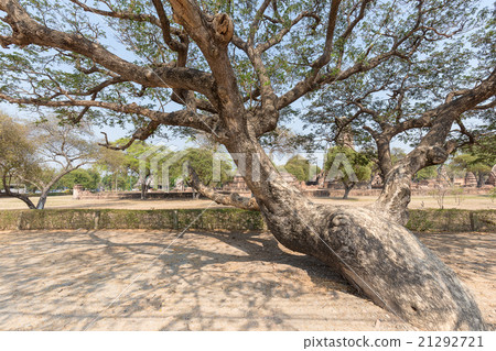 Big old tree 21292721