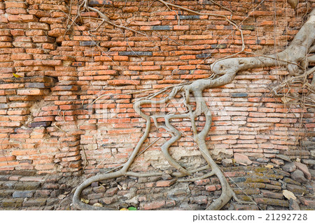 Wall with root cover Wall with root cover 21292728