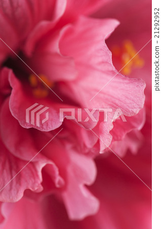 hibiscus flower fragment 21292952