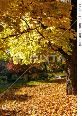 Autumn city park. Autumn city park. 21294254