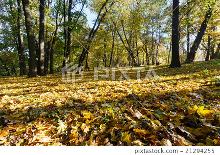 Carpet of autumn leaves in park. Carpet of autumn leaves in park. 21294255