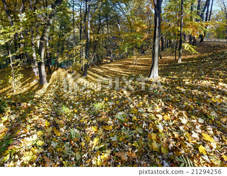 Carpet of autumn leaves in park. Carpet of autumn leaves in park. 21294256
