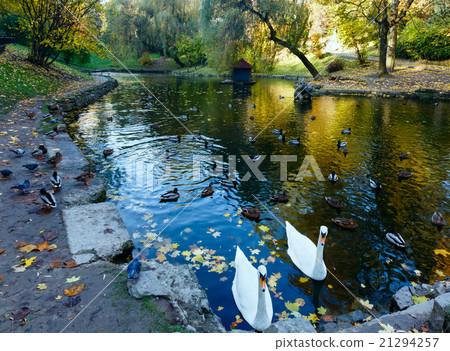 Pond with wild ducks and swans. Pond with wild ducks and swans. 21294257