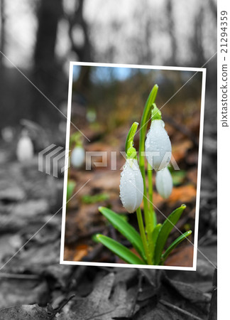 Spring greeting card with snowdrops 21294359