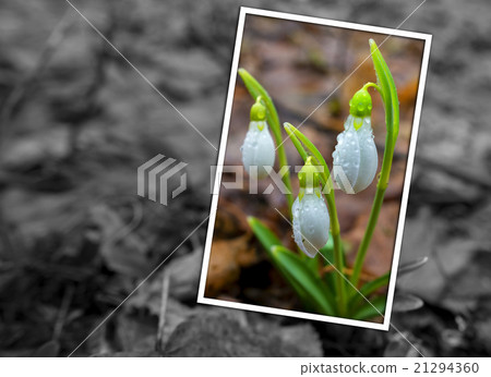 Spring greeting card with snowdrops 21294360