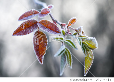 Frozen autumn leaves 21294414