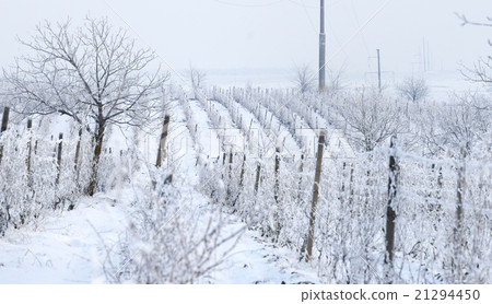 wine yard in winter full of snow wine yard in winter full of snow 21294450