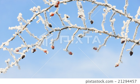 rose hip covered with snow at winter 21294457