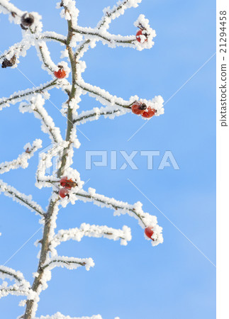 rose hip covered with snow at winter 21294458