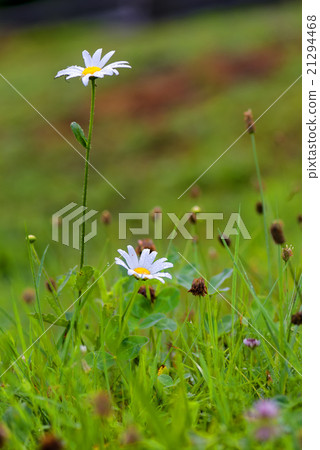 Green grass and chamomiles in the field Green grass and chamomiles in the field 21294468