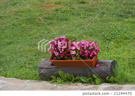 geranium flowers in a pot geranium flowers in a pot 21294470