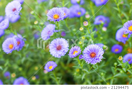 wild purple flowers in the field wild purple flowers in the field 21294475