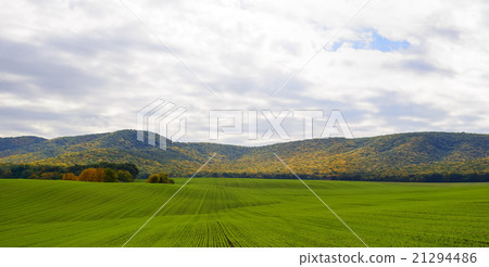 Young wheat field and mountains in background Young wheat field and mountains in background 21294486