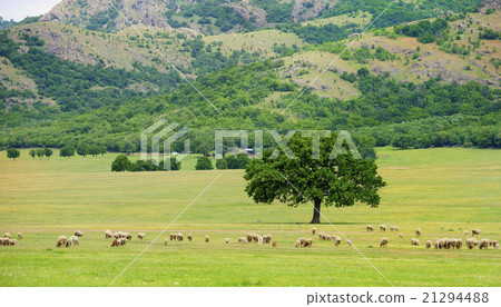 sheeps grazing near an oak 21294488