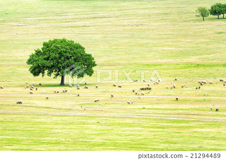 a flock of sheep near an oak 21294489