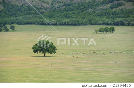 a flock of sheep near an oak a flock of sheep near an oak 21294490
