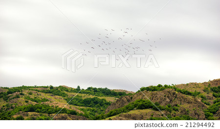 flock of birds in springtime flock of birds in springtime 21294492
