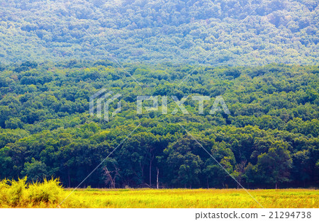 Green forest on the mountainside Green forest on the mountainside 21294738