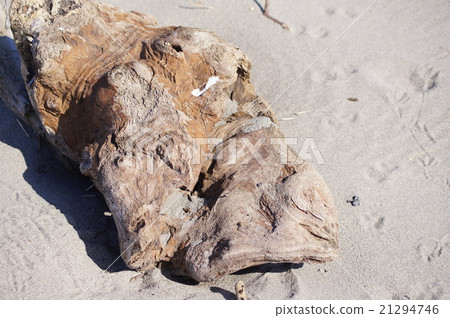 漂流木在沙灘上推出 21294746
