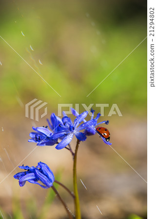 Single Ladybug on violet bellflowers in spring 21294802