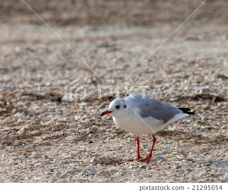 Seagull walking on sand 21295054