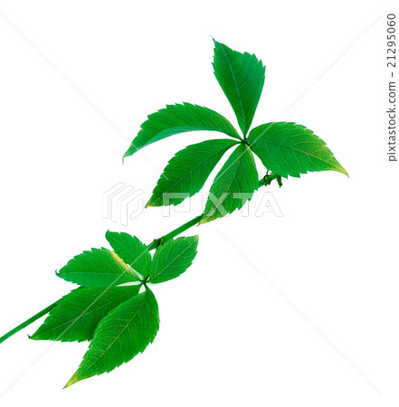 Green branch of grapes leaves Green branch of grapes leaves 21295060