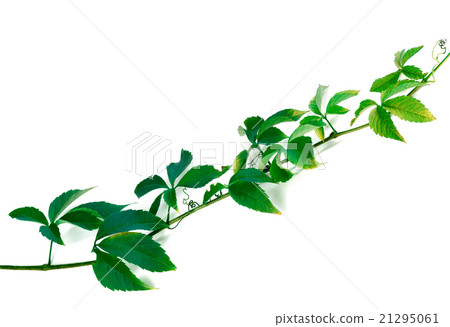Green twig of grapes leaves Green twig of grapes leaves 21295061
