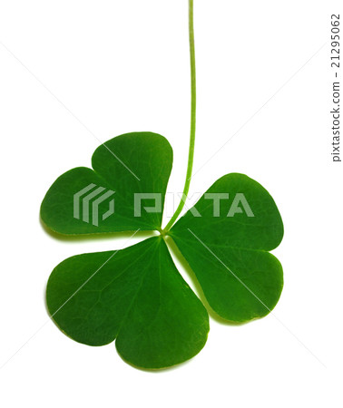 Spring clover leaf Spring clover leaf 21295062