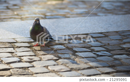 Pigeons close up at Piata Sfatului  21295091