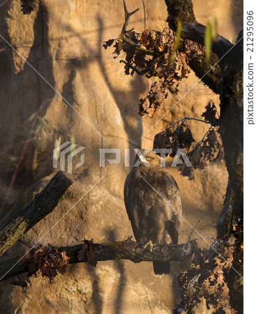 Birds of prey - Aquila pomarina 21295096