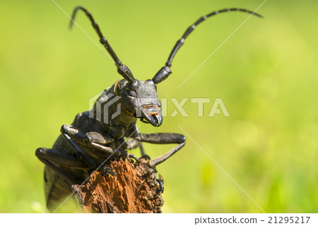 An adult of Morimus funereu staying on a branch 21295217