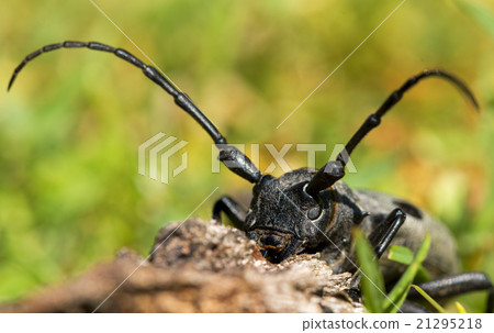 Morimus funereu staying on a rock Morimus funereu staying on a rock 21295218