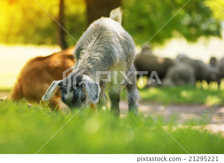 Young  goat eating grass 21295221