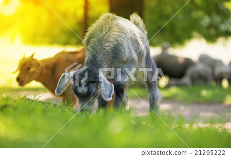 Young Goat eating grass Young Goat eating grass 21295222